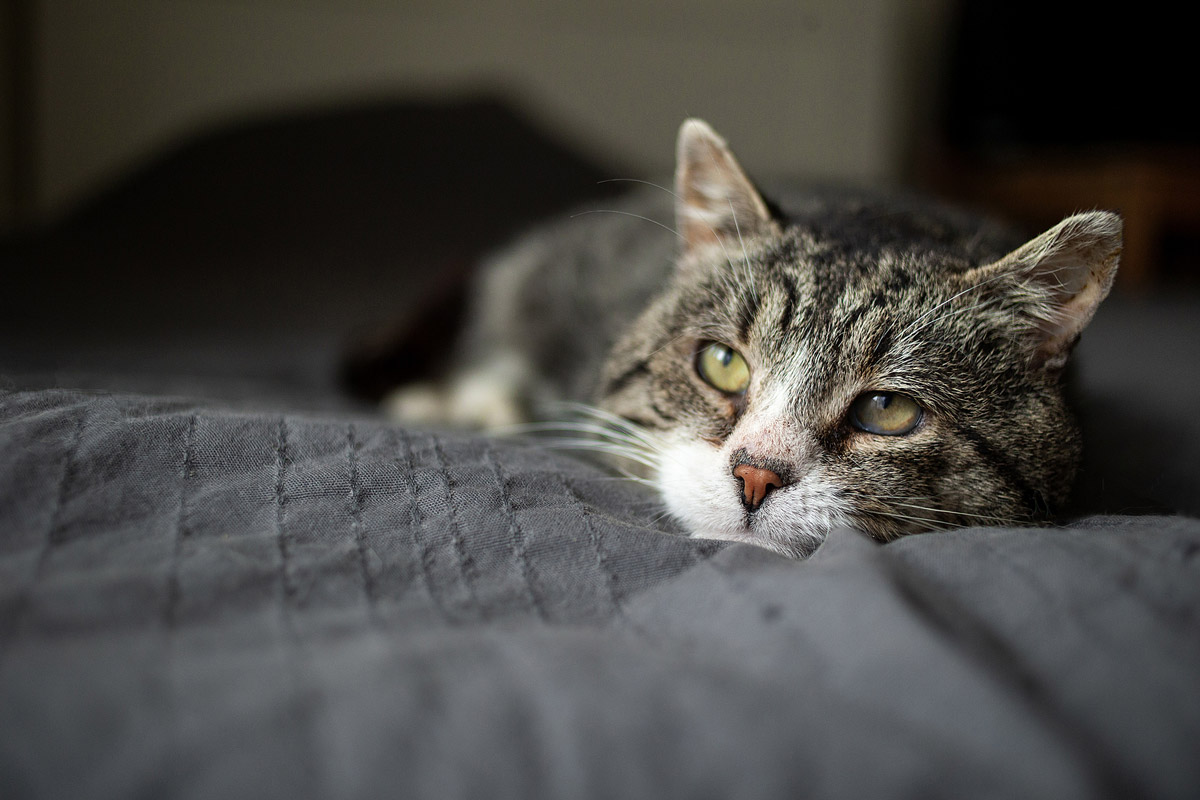 A Guide to Caring for Your Elderly Cat