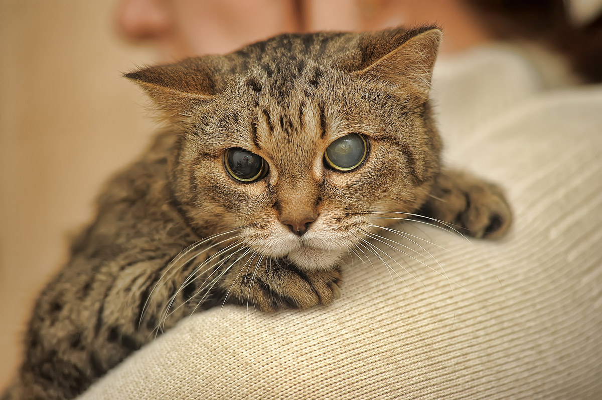 Old Age In Cats What It Really Means Care Tips