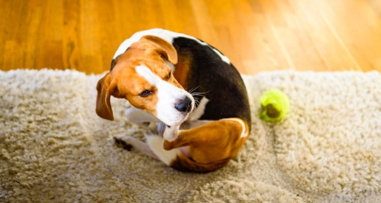 Are You Causing Your Pet Skin Problems?