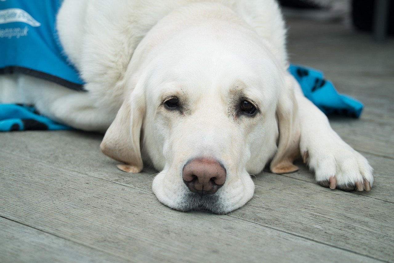 healthy lifestyle, vegan diet for dogs, vegan food for dogs
