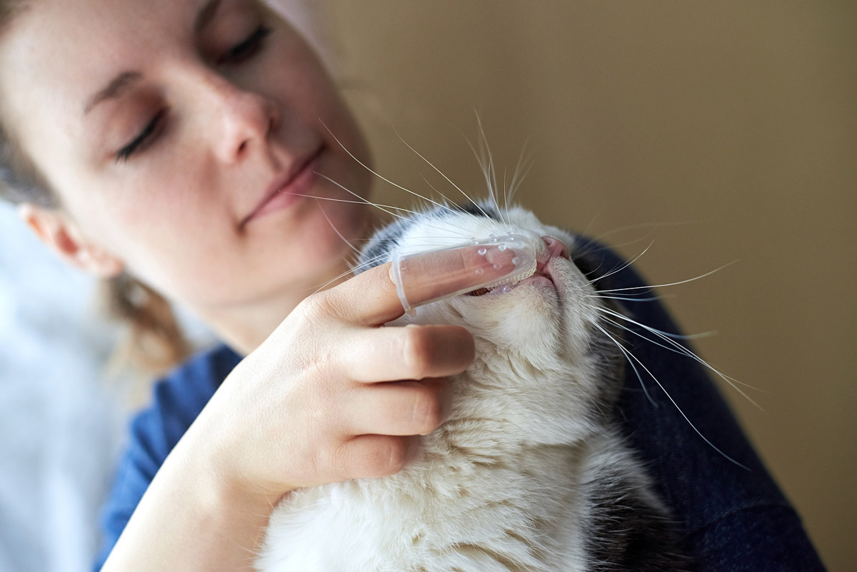 Dental Scaling for Dogs & Cats Costs About SGD$300. Why Won't You Brush Your Pet’s Teeth?