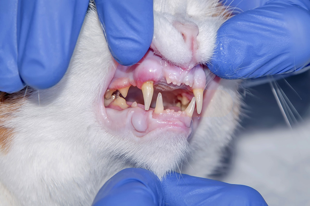 Dental Scaling for Dogs & Cats Costs About SGD$300. Why Won't You Brush Your Pet’s Teeth?