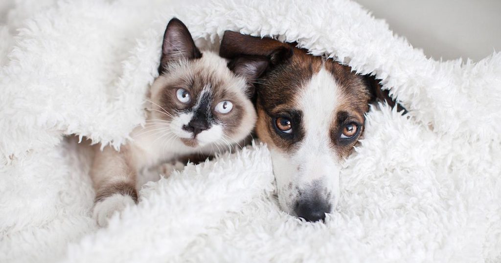 How Should You Care for an Elderly Dog & Cat?