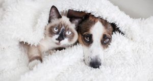 How Should You Care for an Elderly Dog & Cat?