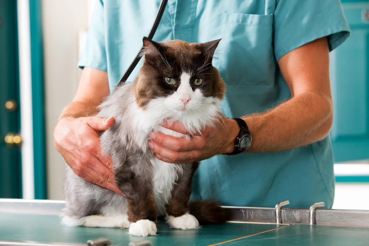 How Should You Care for an Elderly Dog & Cat?