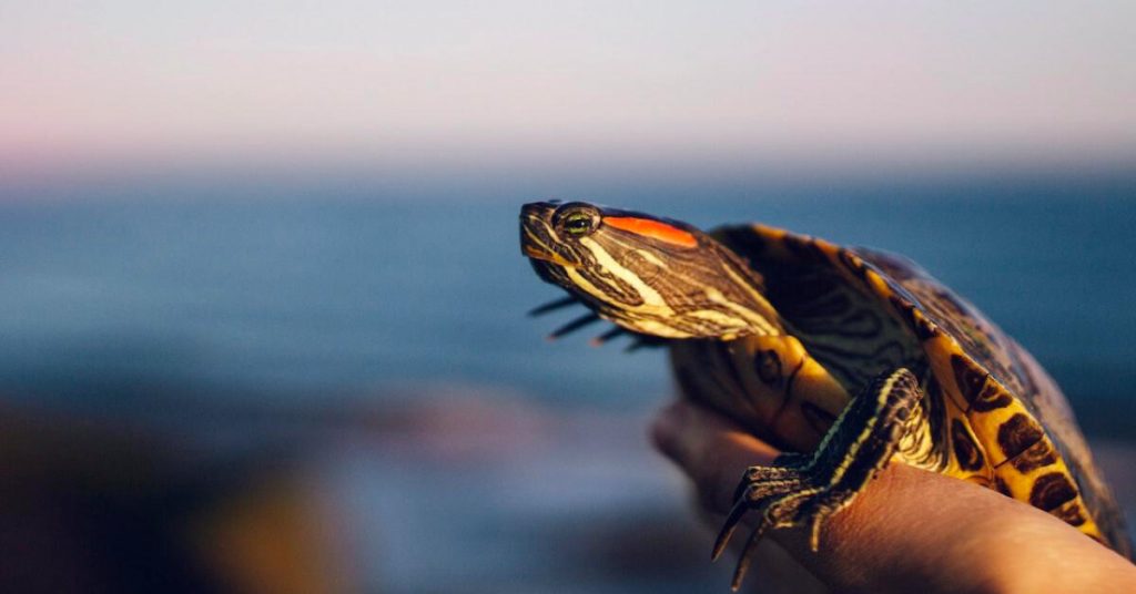Planning to Get A Turtle? Here’s What You Should Know!