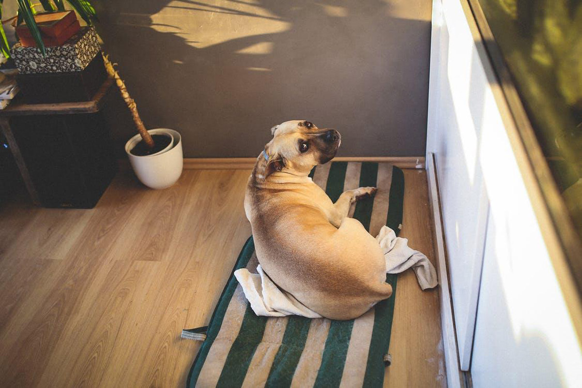 5 Surprising Mental Disorders Your Pet Might Suffer From