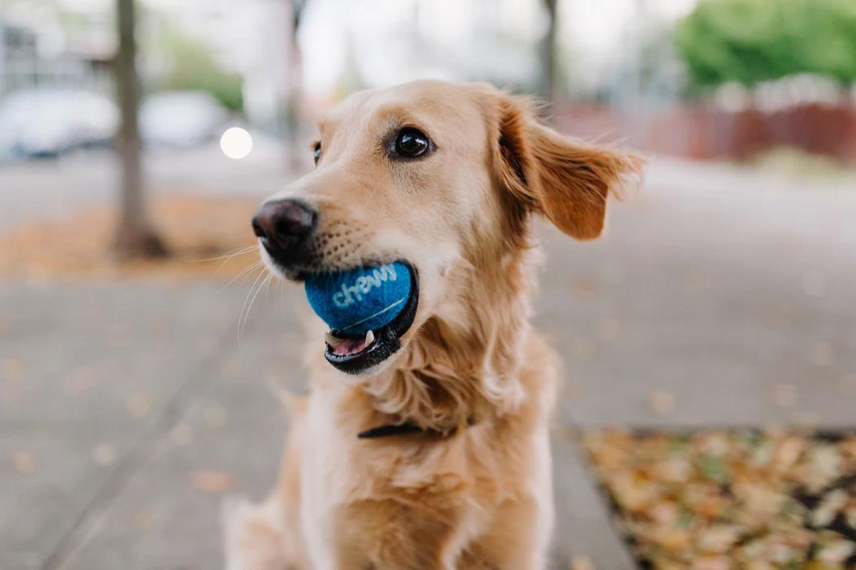 7 Dog Breeds Best for Families with Kids 