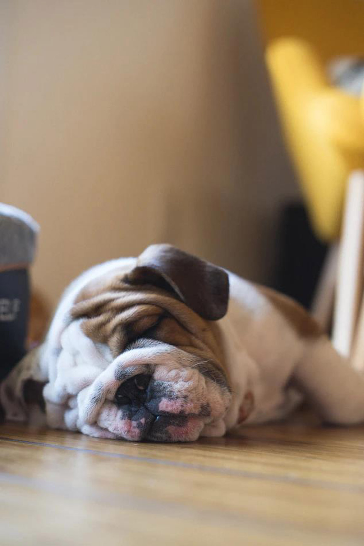 7 Dog Breeds Best for Families with Kids 