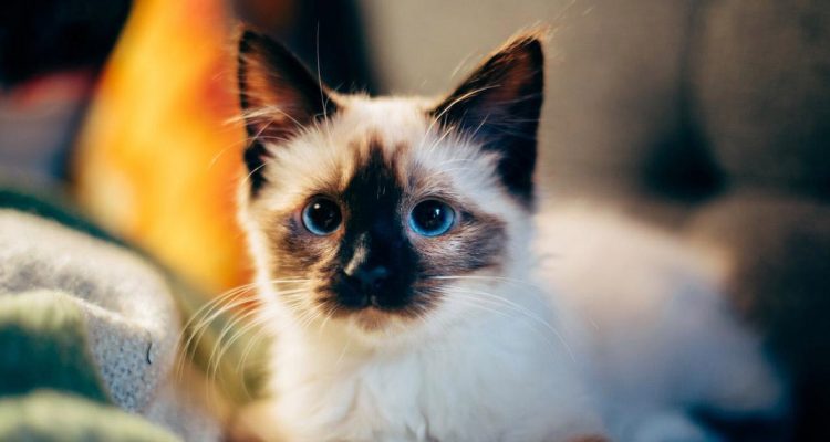 Common Health Issues in Cats According to Life Stages