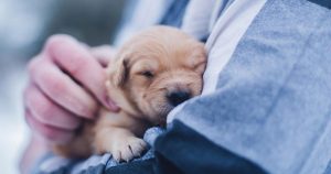 Tips for Bringing Your Pet to the Vet for the First Time