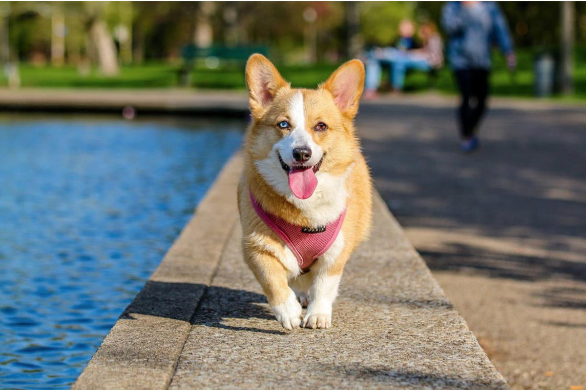 Know Someone Terrified Of Dogs? Here’s How You Can Help Them Overcome it