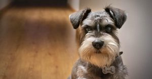 Should You Be Worried If Your Dog Doesn't Bark?