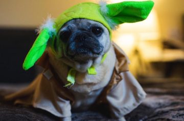Spooky or Cute, Here are Some Halloween Costume Inspirations for Your Pets