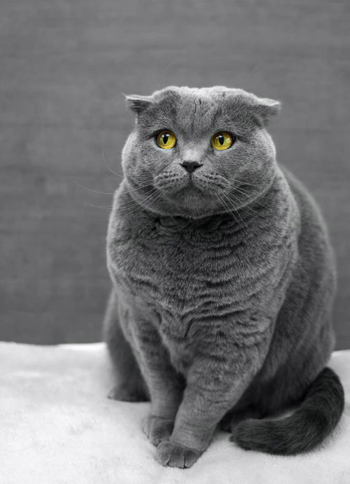 The Dangers of Obesity in Cats: Why Chubby is Never Cute