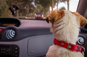 4 Tips for A Smooth-Sailing Road Trip With Your Pet Dog!