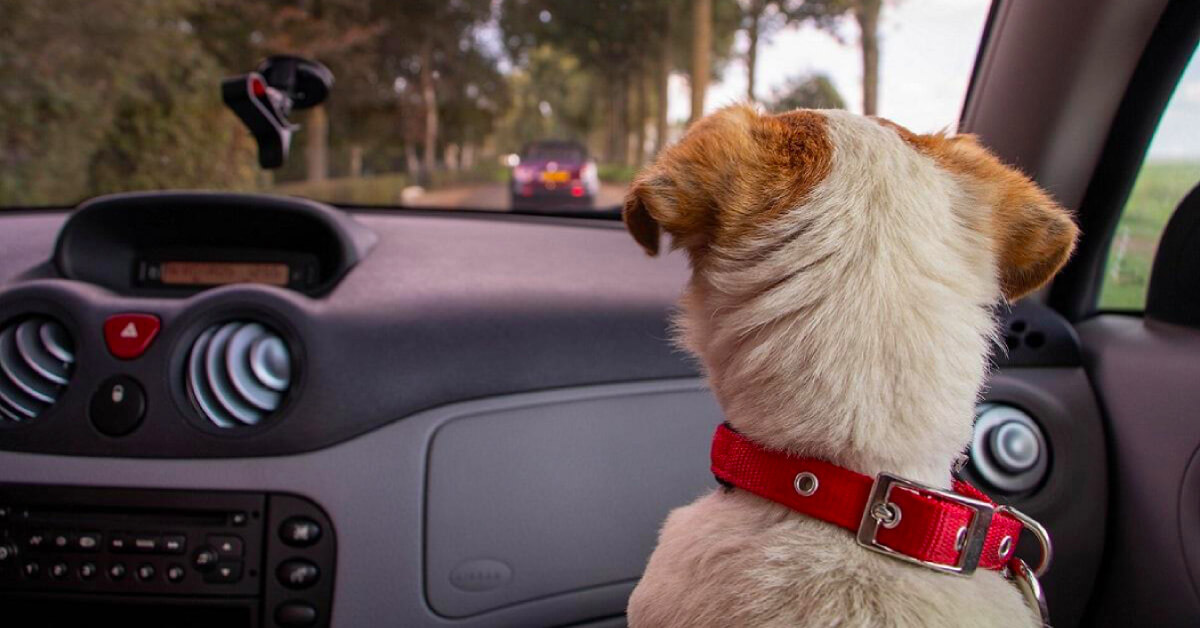 What to pack on a road trip with my dog, what to pack for a car ride with a dog, car necessities for a dog, pet necessities for a car ride