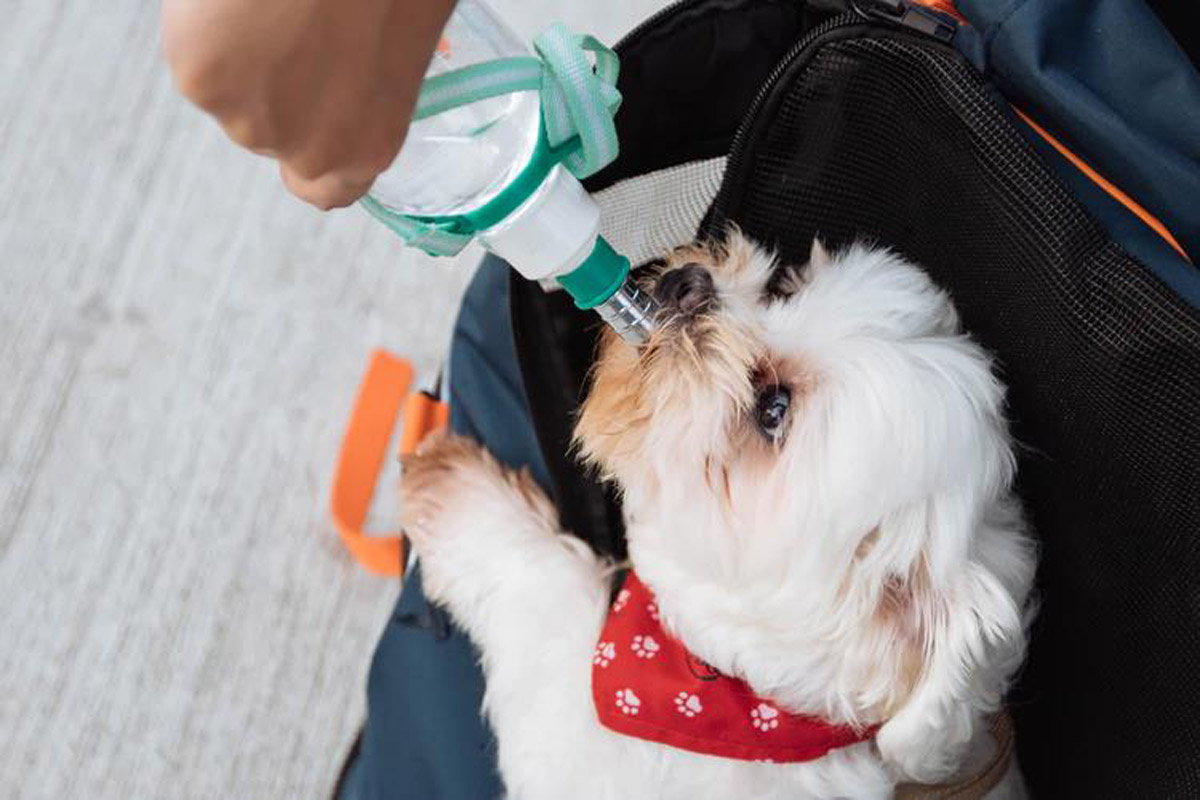 What to pack on a road trip with my dog, what to pack for a car ride with a dog, car necessities for a dog, pet necessities for a car ride