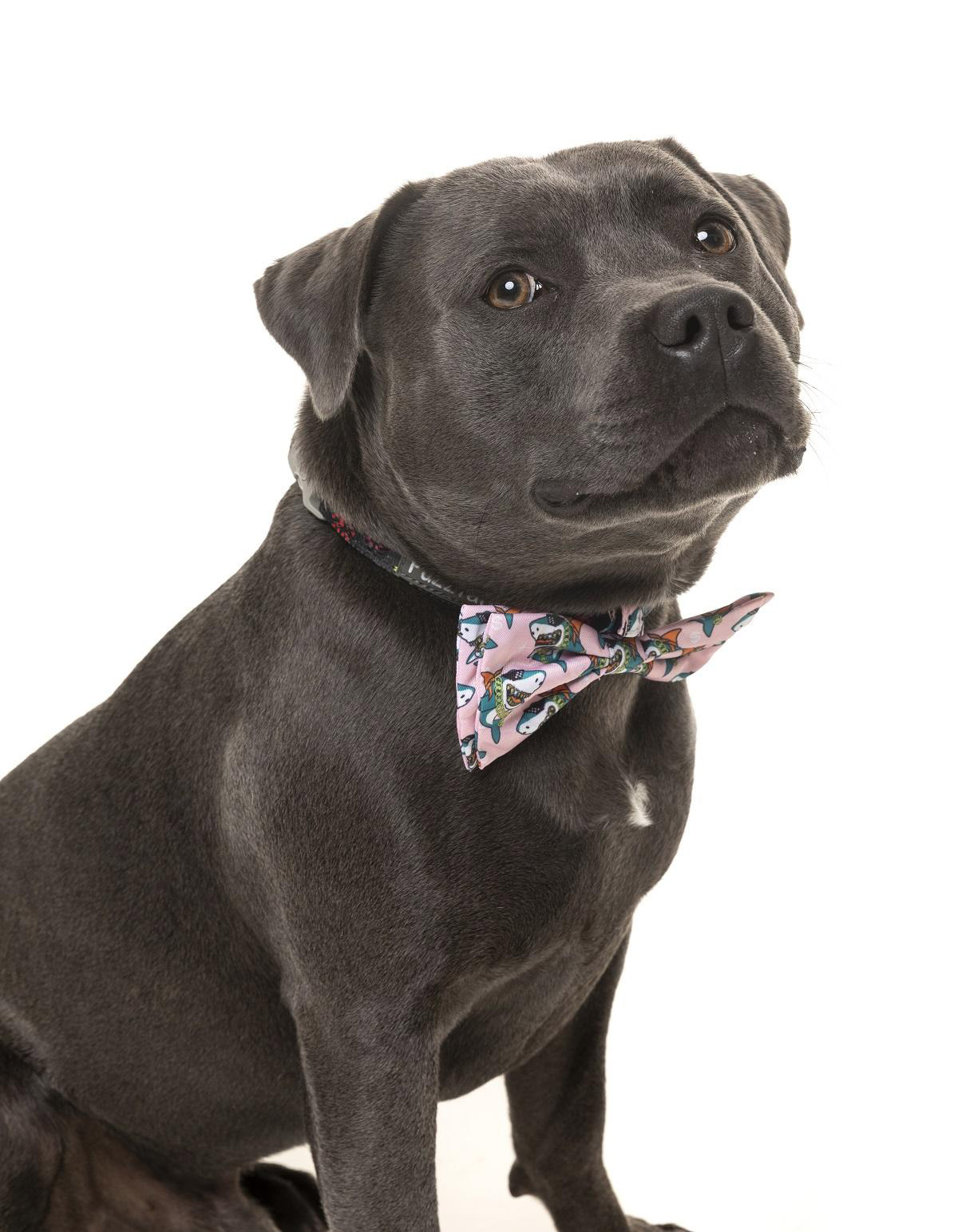 9 Christmas Gift Ideas for Your Dog to Defend Your Title as ‘The Favourite Hooman’!