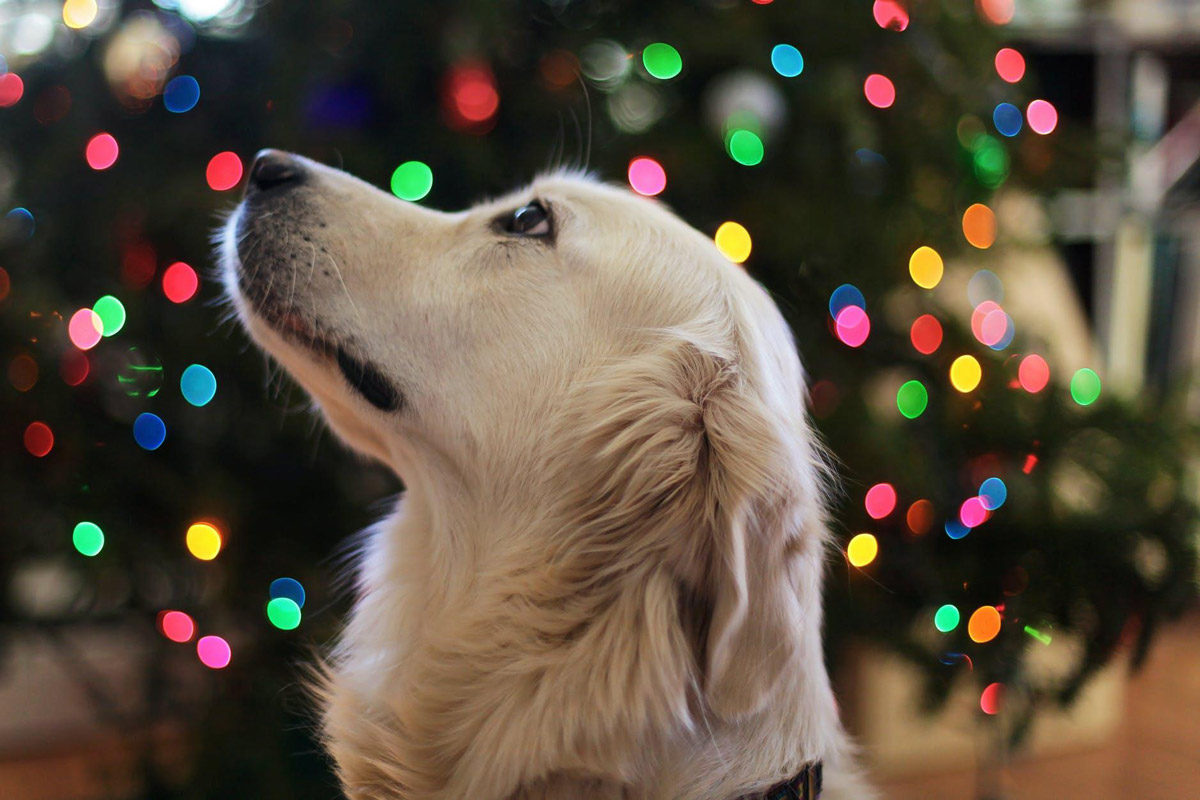 A Guide to Finding the Perfect Christmas Gift for Your Big Dog