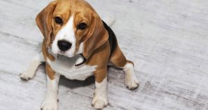 Health Risks in Overweight Pets: How Obesity Worsens Osteoarthritis