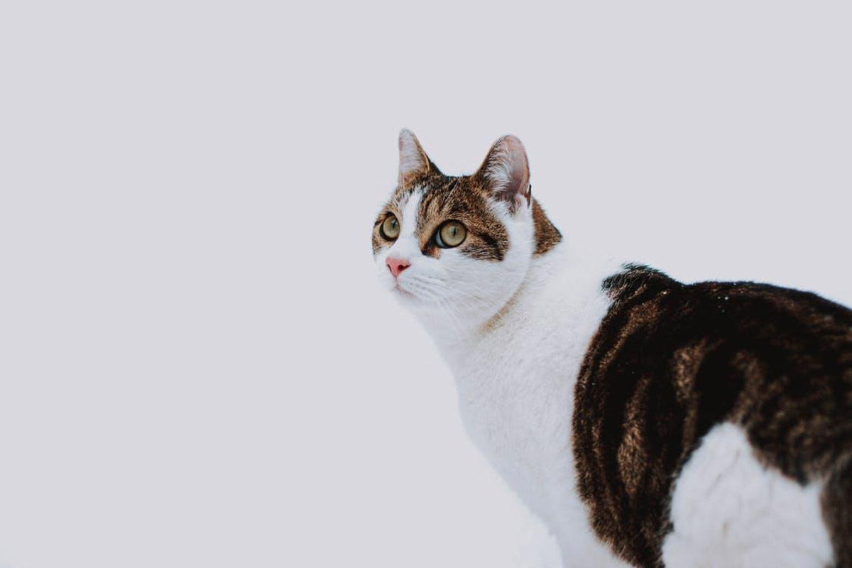 Health Risks in Overweight Pets: How Obesity Worsens Osteoarthritis