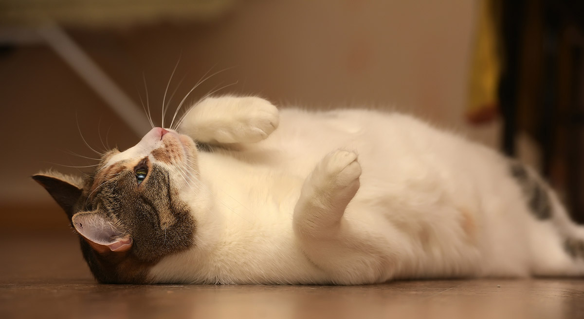 Health Risks in Overweight Pets: How Obesity Worsens Osteoarthritis