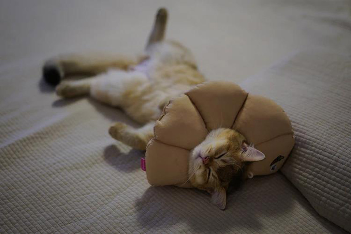 What can you do to help your cat with cancer? Read to find out more about the supportive and comfort care that you, the primary caregiver, can provide.