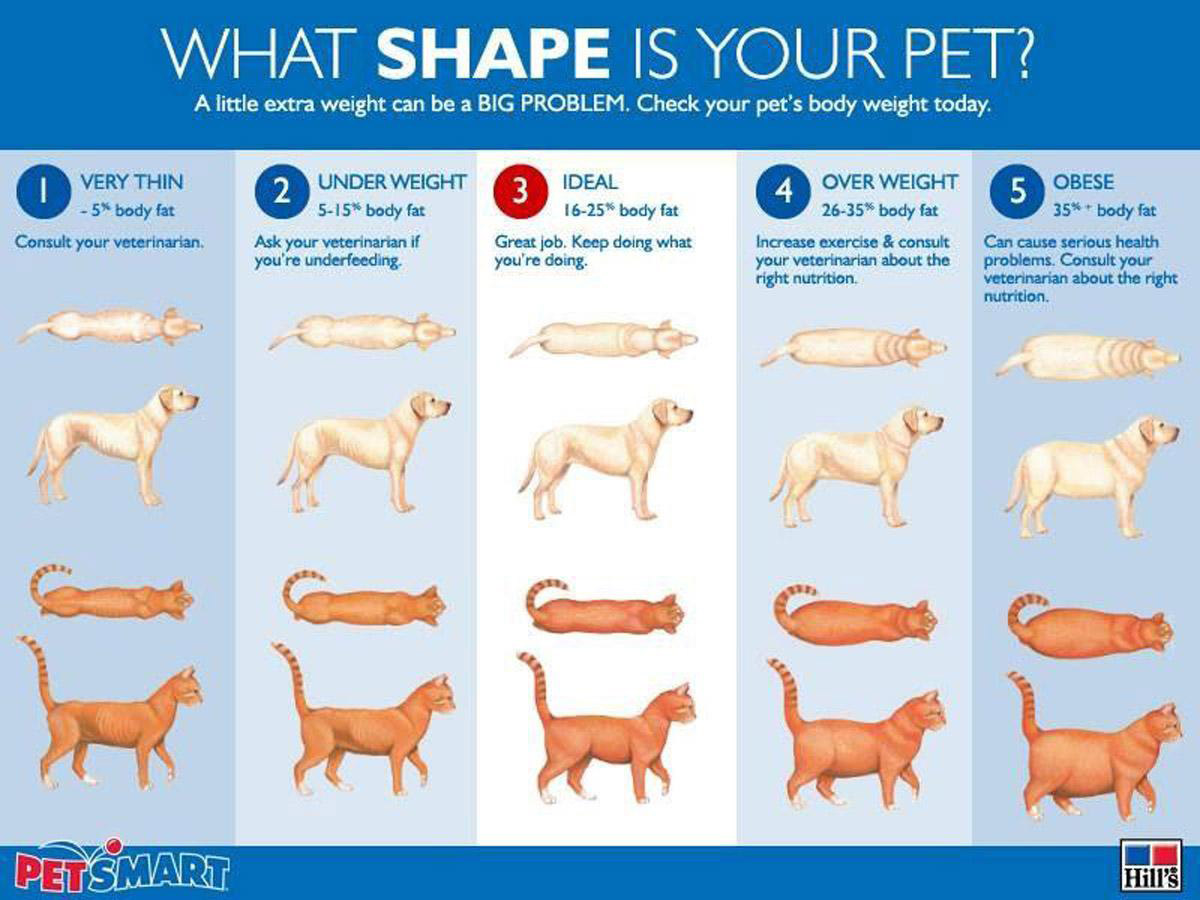 Understanding Obesity in Pets: When Chubbiness Spells Danger