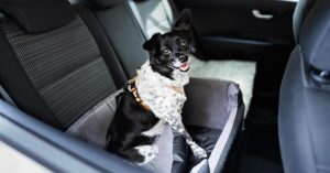 Driving with Pets: A Guide to Helping Your Dog & Cat Get Used to Car Rides