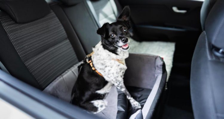 Driving with Pets: A Guide to Helping Your Dog & Cat Get Used to Car Rides