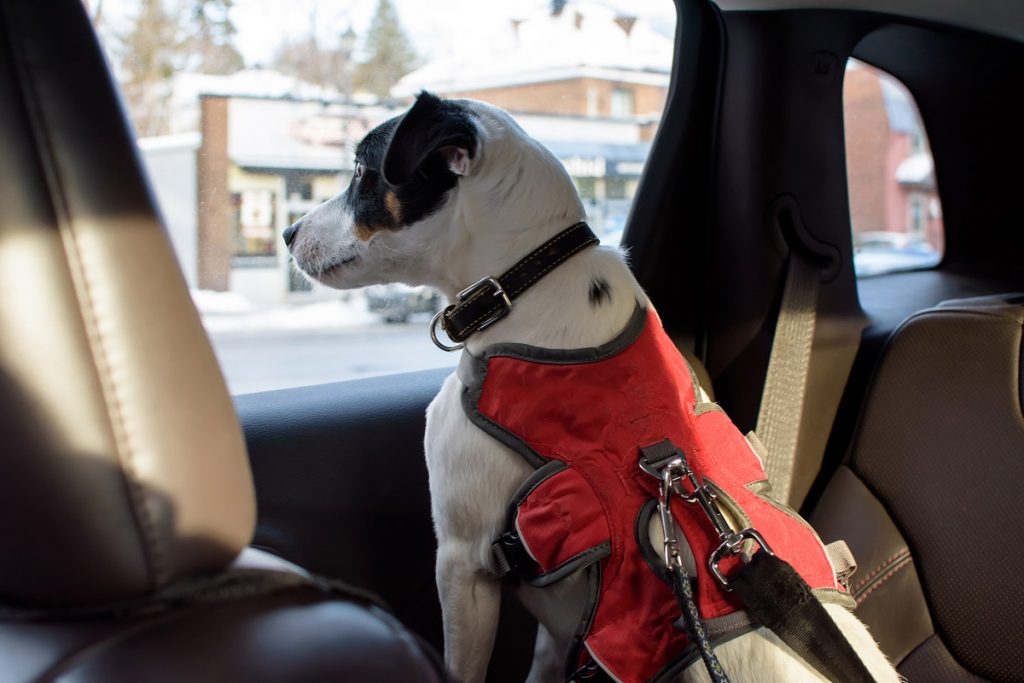 Driving with Pets A Guide to Helping Your Dog & Cat Get Used to Car Rides