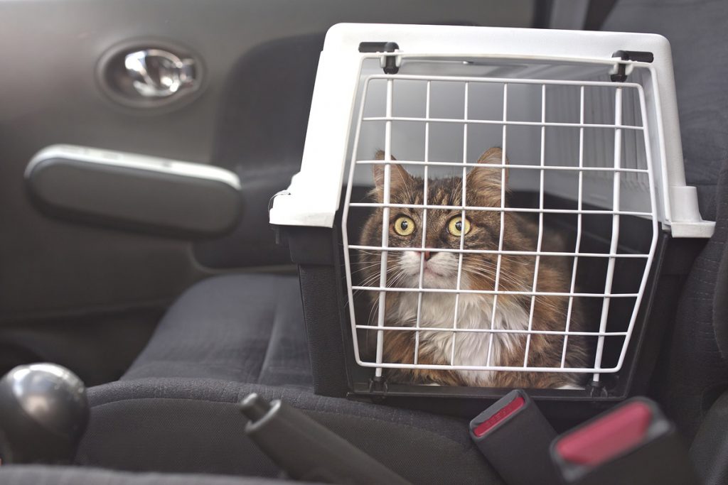 Driving with Pets A Guide to Helping Your Dog & Cat Get Used to Car Rides