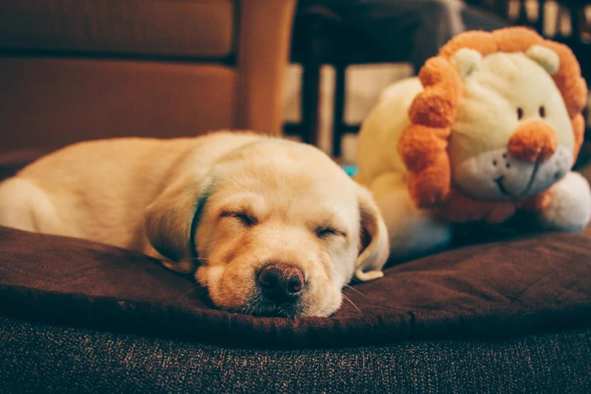 Epilepsy in Dogs: Help! My Dog is Having A Seizure!