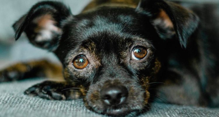 Silent Killers That Often Go Undetected in Dogs Until It’s Too Late