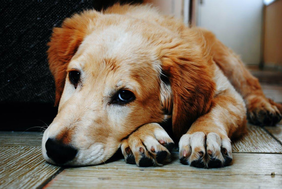 Silent Killers That Often Go Undetected in Dogs Until It's Too Late