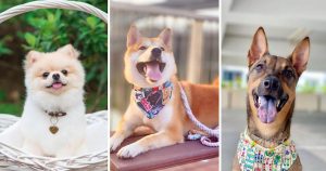 6 Cutest Dog Instagram Accounts to Follow (Local Edition)!