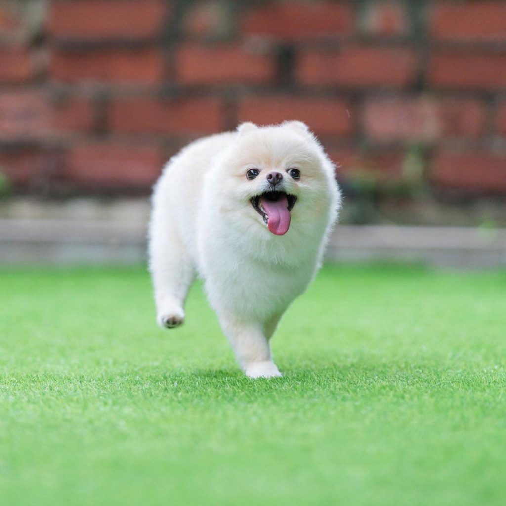 6 Cutest Dog Instagram Accounts to Follow (Local Edition)!
