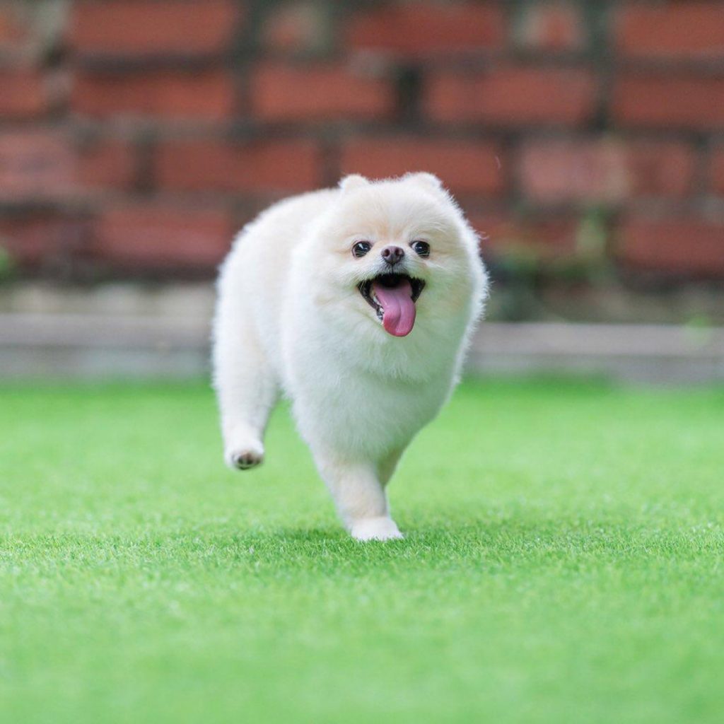 6 Cutest Dog Instagram Accounts to Follow (Local Edition)!