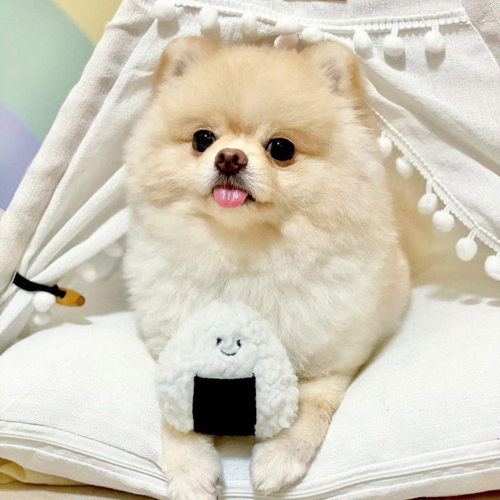 6 Cutest Dog Instagram Accounts to Follow (Local Edition)!