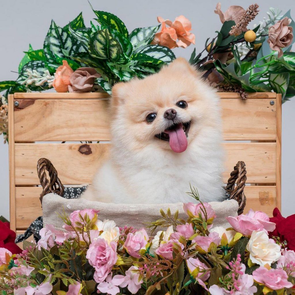 6 Cutest Dog Instagram Accounts to Follow (Local Edition)!