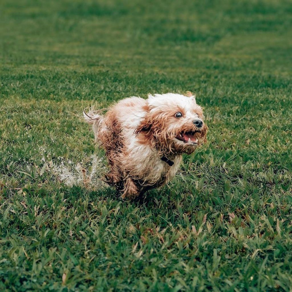 6 Cutest Dog Instagram Accounts to Follow (Local Edition)!