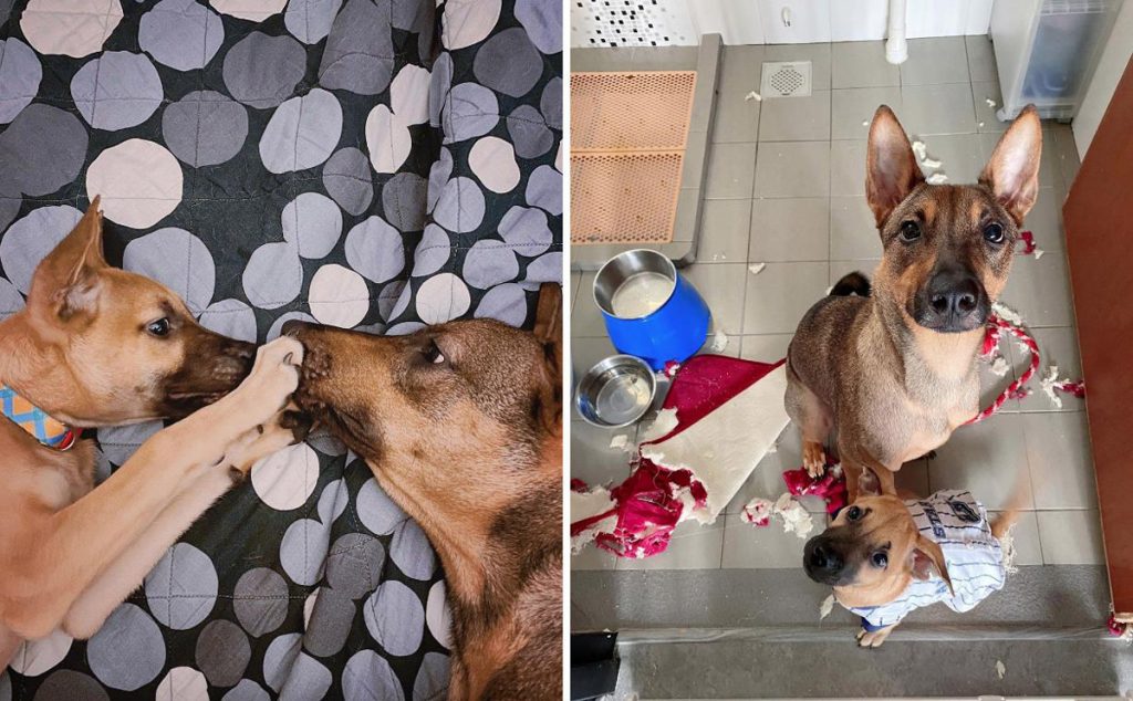 6 Cutest Dog Instagram Accounts to Follow (Local Edition)!