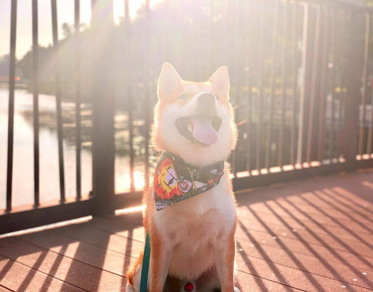 6 Cutest Dog Instagram Accounts to Follow (Local Edition)!
