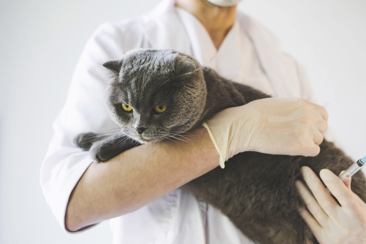 How to Care for a Pet with Cancer