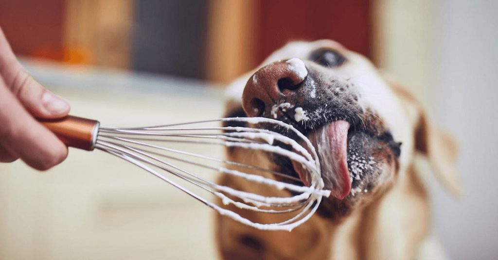 Are You Guilty of Making Your Pet a Picky Eater?