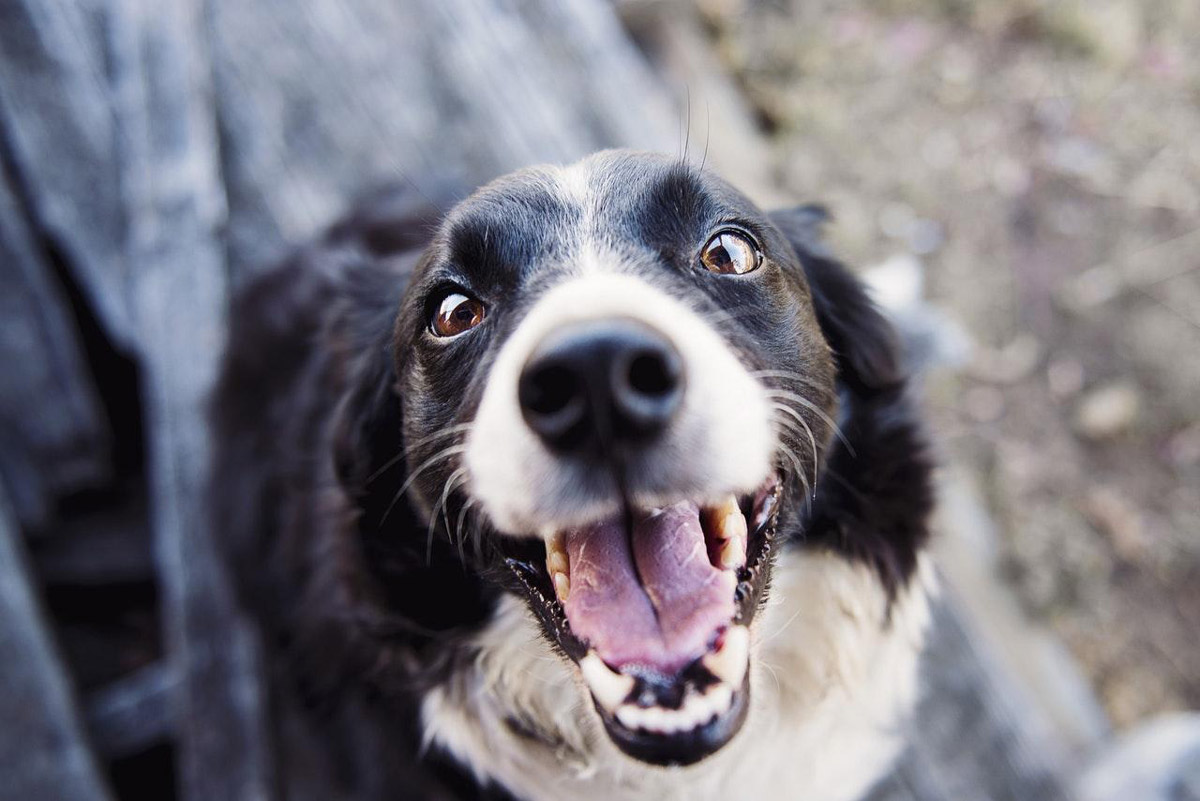 Are You Guilty of Making Your Pet a Picky Eater?