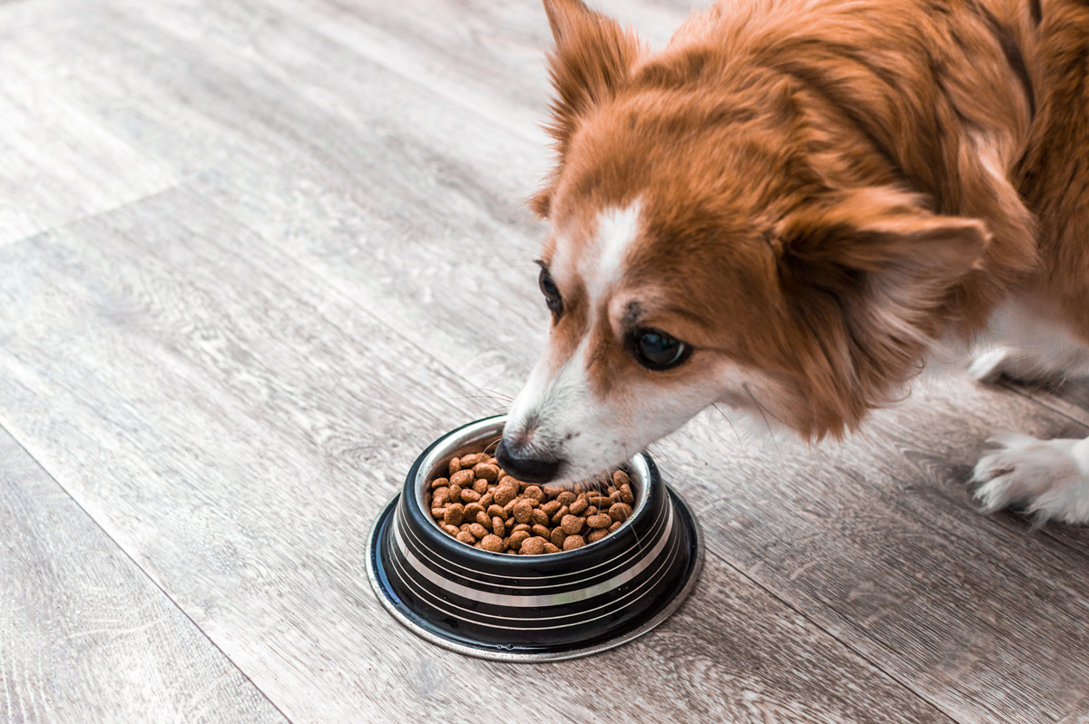 Are You Guilty of Making Your Pet a Picky Eater?