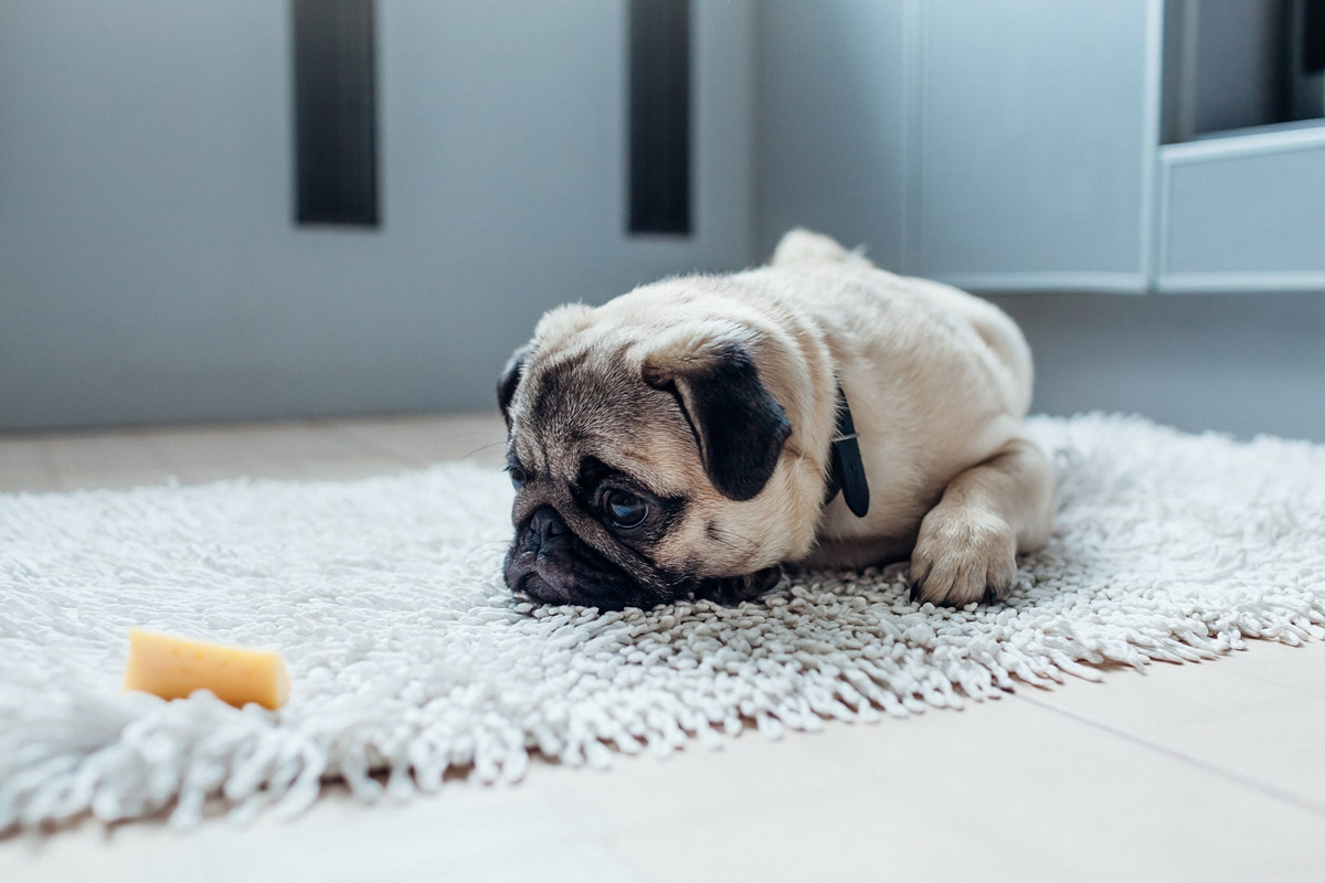 Are You Guilty of Making Your Pet a Picky Eater?