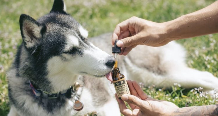 5 Essential Aspects To Maintaining Your Pet’s Health